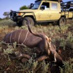 Kudu Valley Safari - Images