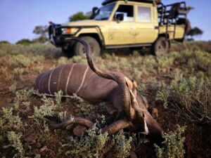Kudu Valley Safari - Images