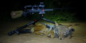 Kudu Valley Safari - Images