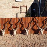 Kudu Valley Safari - Images