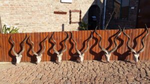 Kudu Valley Safari - Images